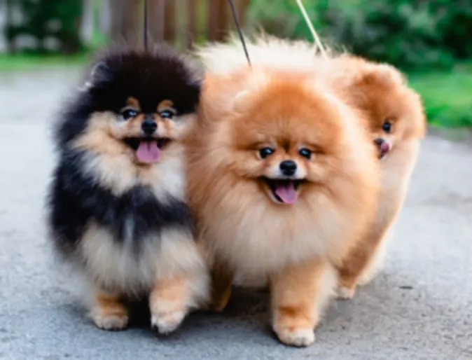 Three Pomeranians (Dogs) on a Walk